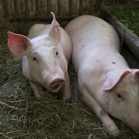 Gaestehaus Berger - Priglhof 3*